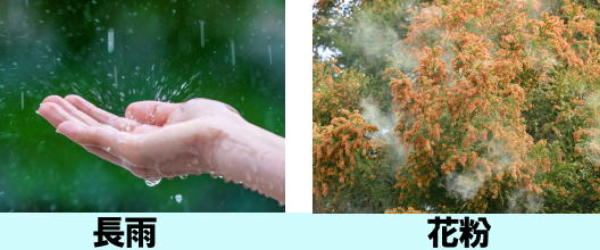 長雨　花粉